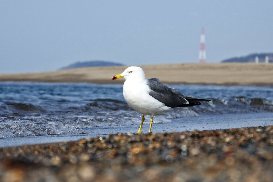 Wave sea gull seabird