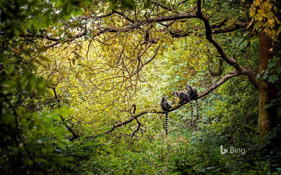 Ring-tailed lemurs in Madagascar