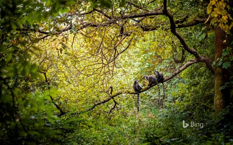 Ring-tailed lemurs in Madagascar