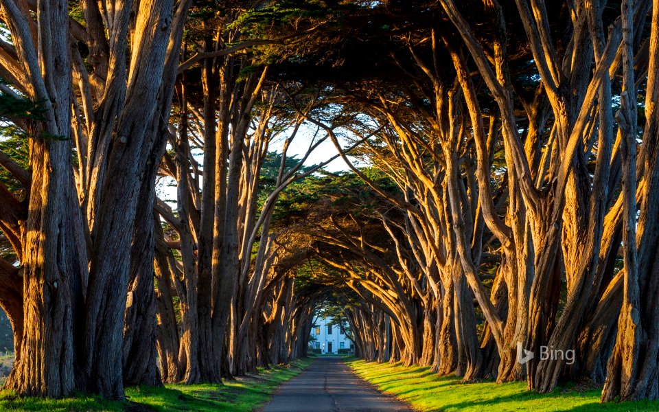 The cypress tunnel at Point Reyes National Seashore in California