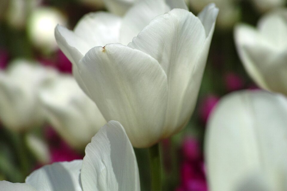 Macro plant nature