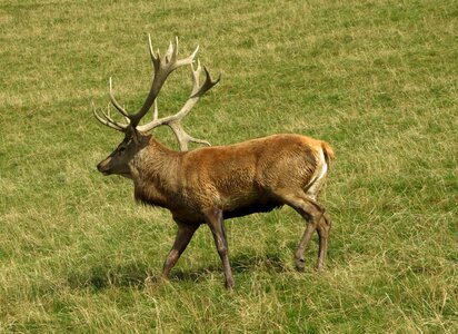 Nature antler wild