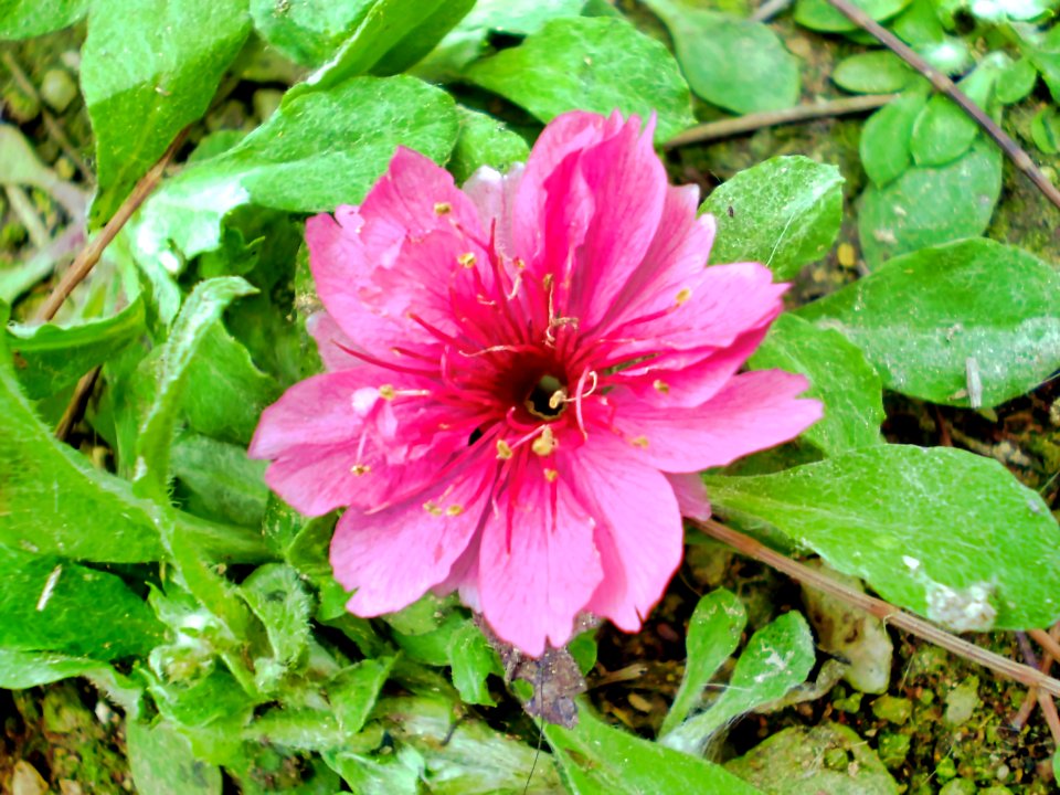 (2009-02-15)長洲賞櫻花-01