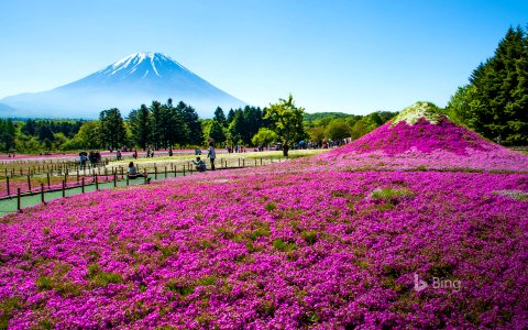 Mount Fuji with meadow of Phlox subulata flowers in Yamanashi, Japan
