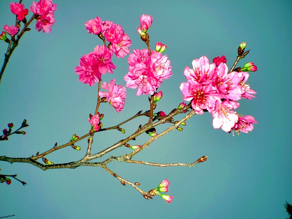 (2009-02-15)長洲賞櫻花-18