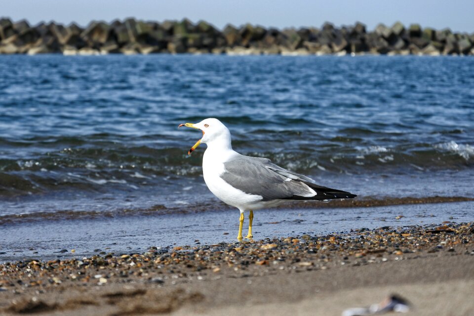 Wave sea gull seabird