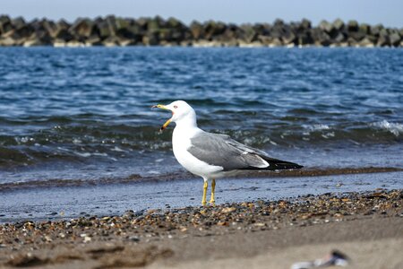 Wave sea gull seabird
