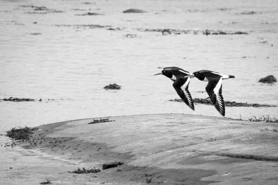 Black white wildlife