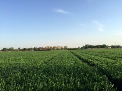 Summer in wheat field blue sky photo