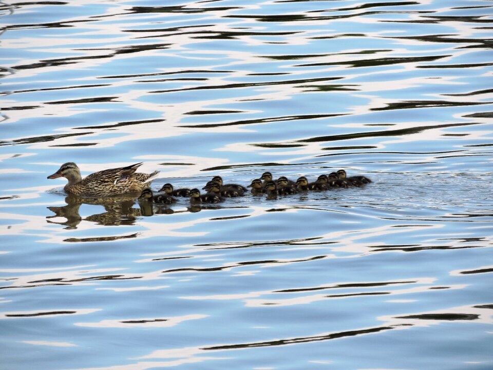 Nature wildlife ducklings