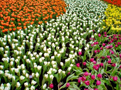 (2008-03-21)維園花展-30