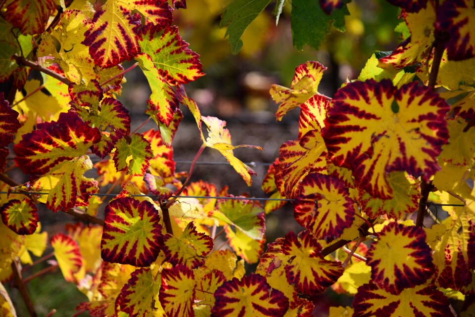 Vine leaf yellow vineyard