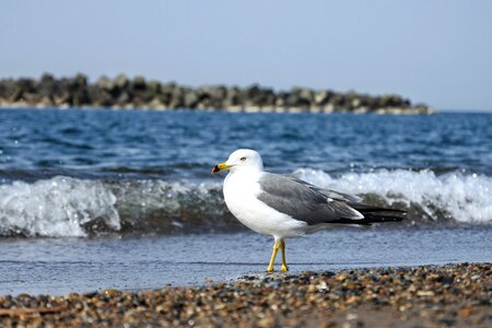 Wave sea gull seabird