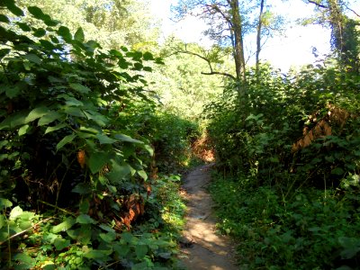 Cournon - Berges de l'Allier (16)