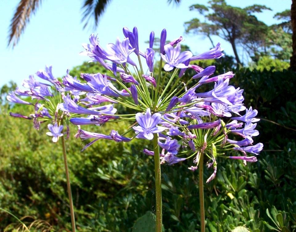 Flowers on Isle St Honorat