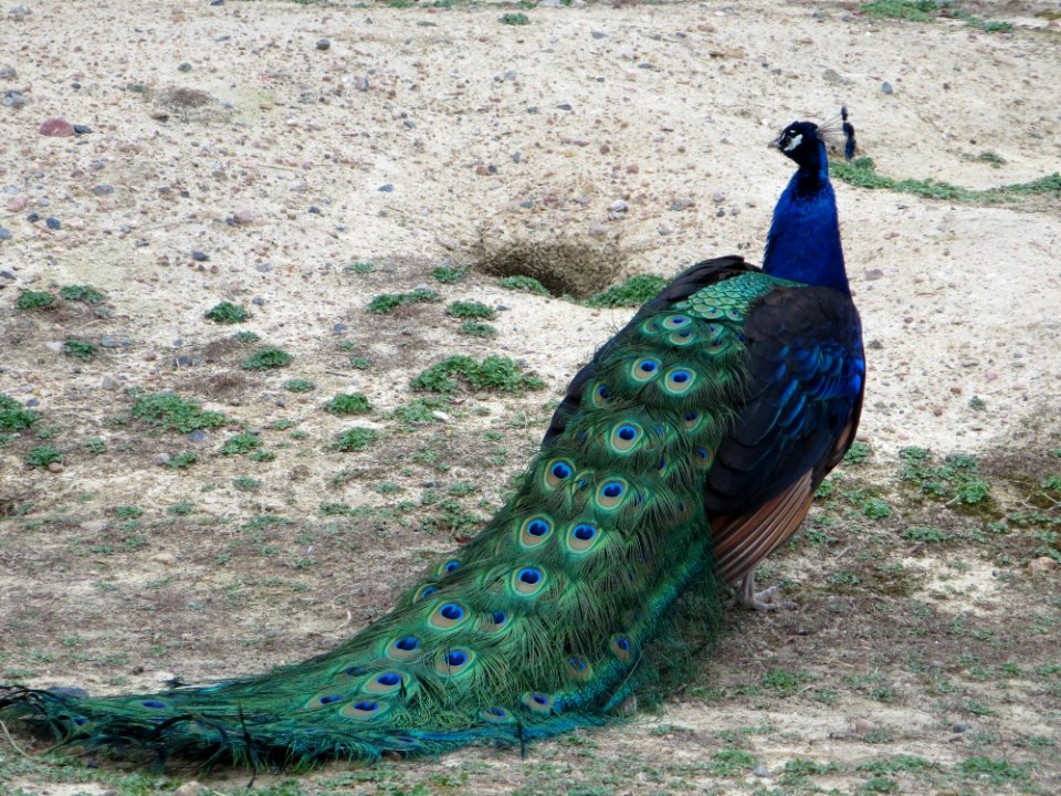 birds peacock tail