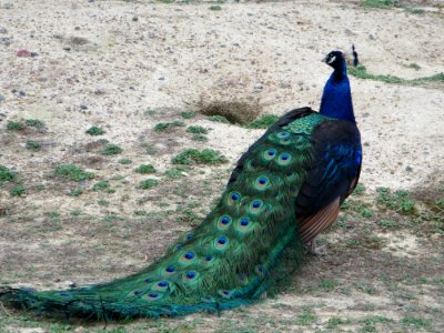 birds peacock tail photo