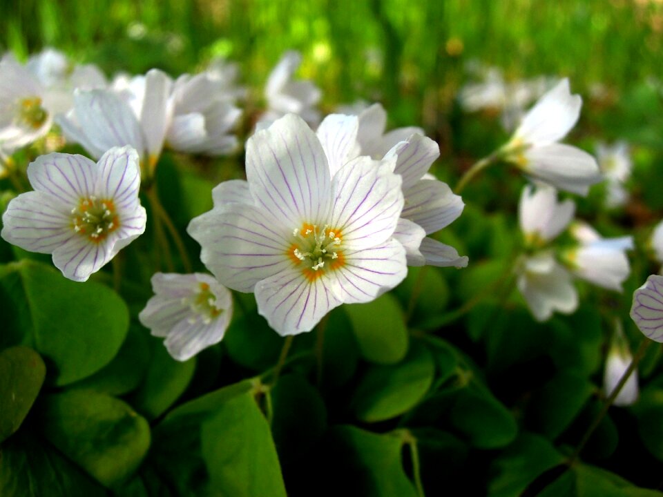 Flowers nature closeup
