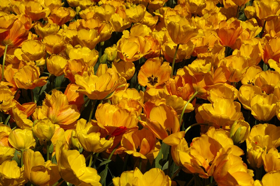 Tulip festival macro plant