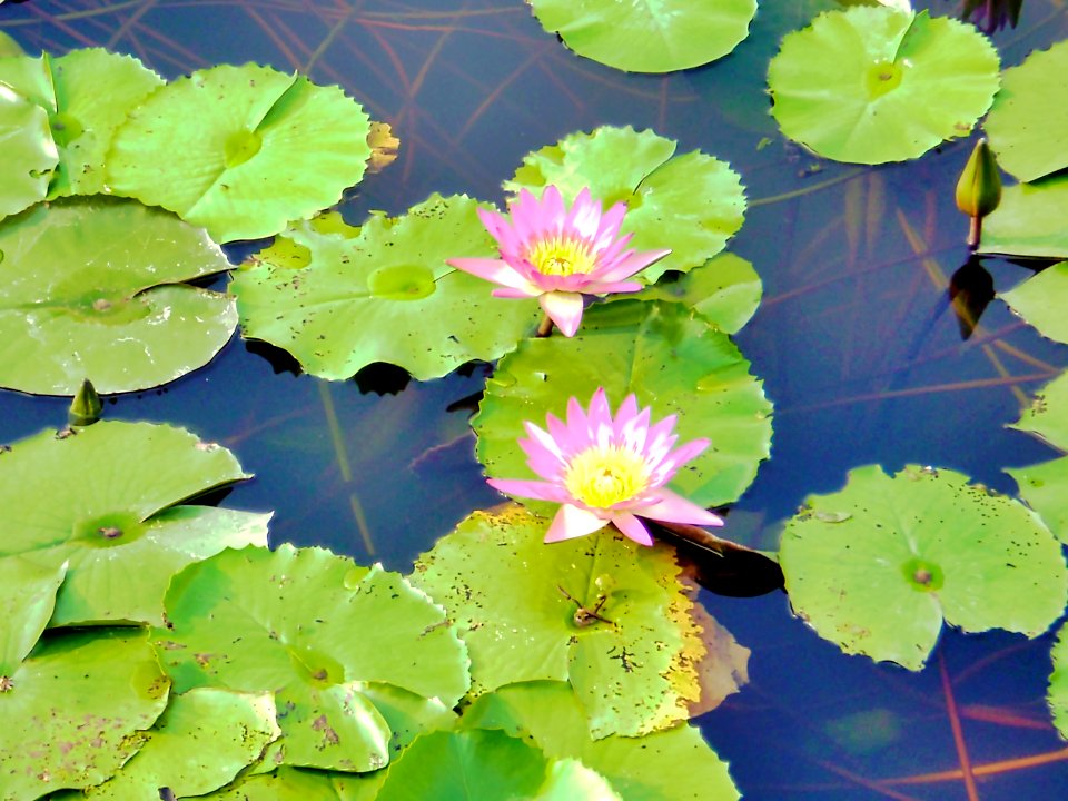 (2009-09-30)濕地公園-14