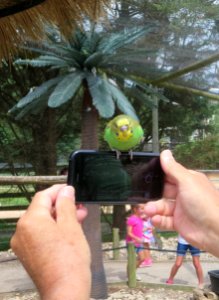 bird budgie selfie