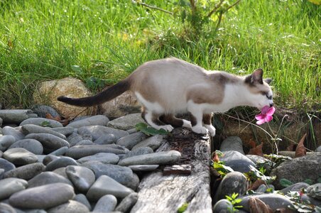 Pet cute feline