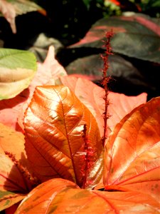 Eden Project 2018 photo