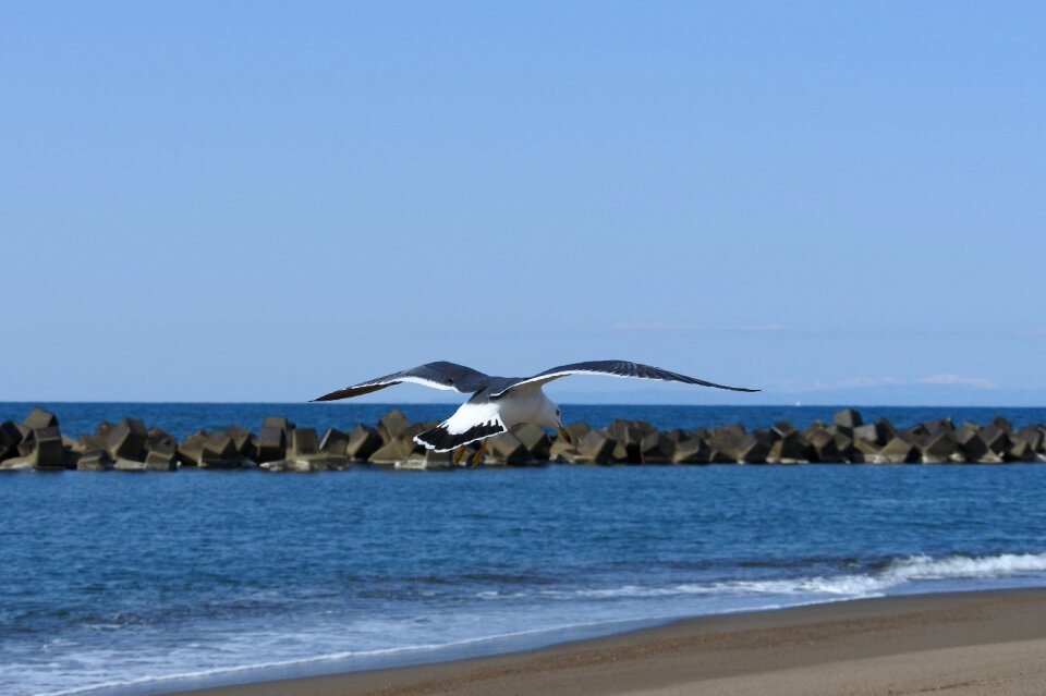 Wave sea gull seabird