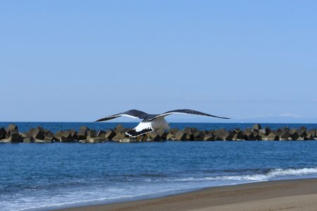 Wave sea gull seabird photo