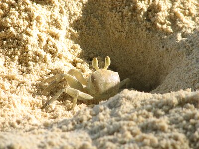 Sand white crebs