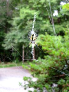 ins orb weaver
