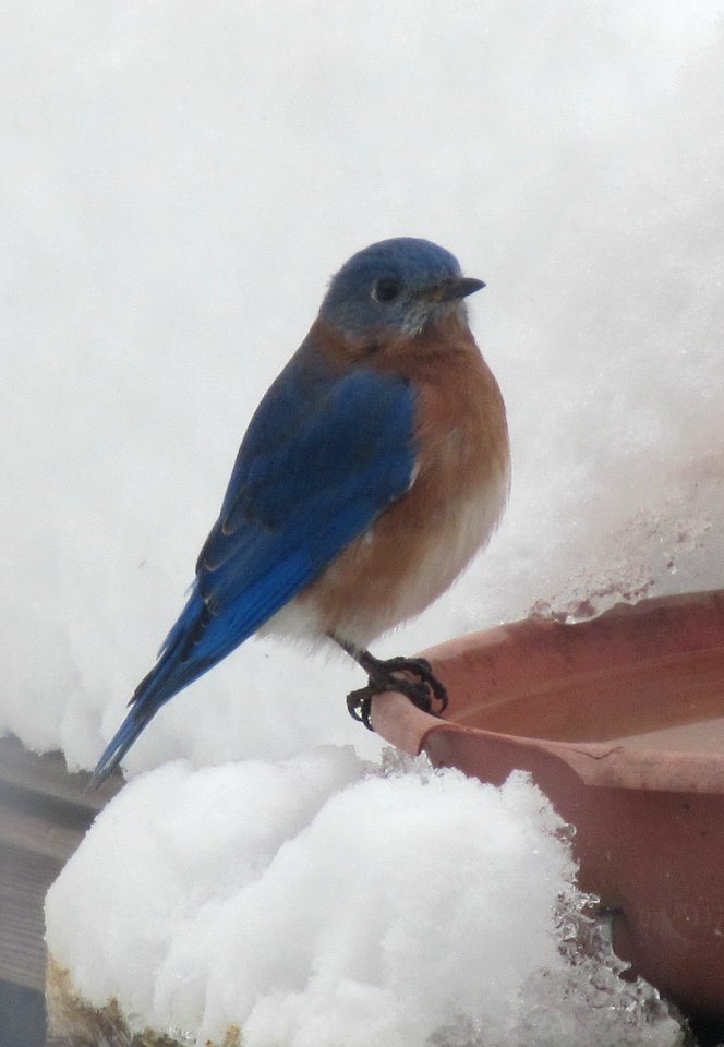 Bluebird Against Snow