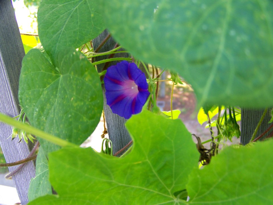 lg morning glory