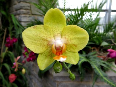 lg bright yellow orchid photo