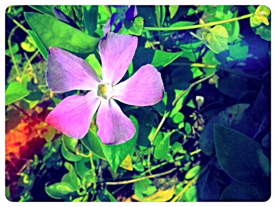 Pretty In Light Purple