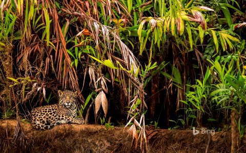 Jaguar in the Pantanal wetlands, Brazil photo