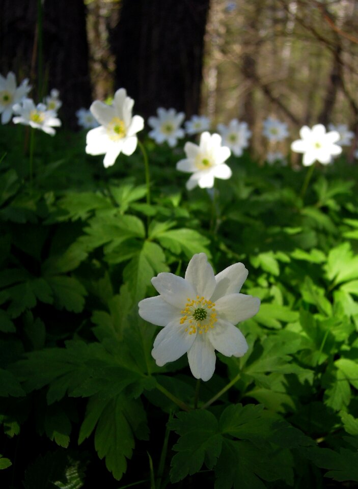 White flowers anemones