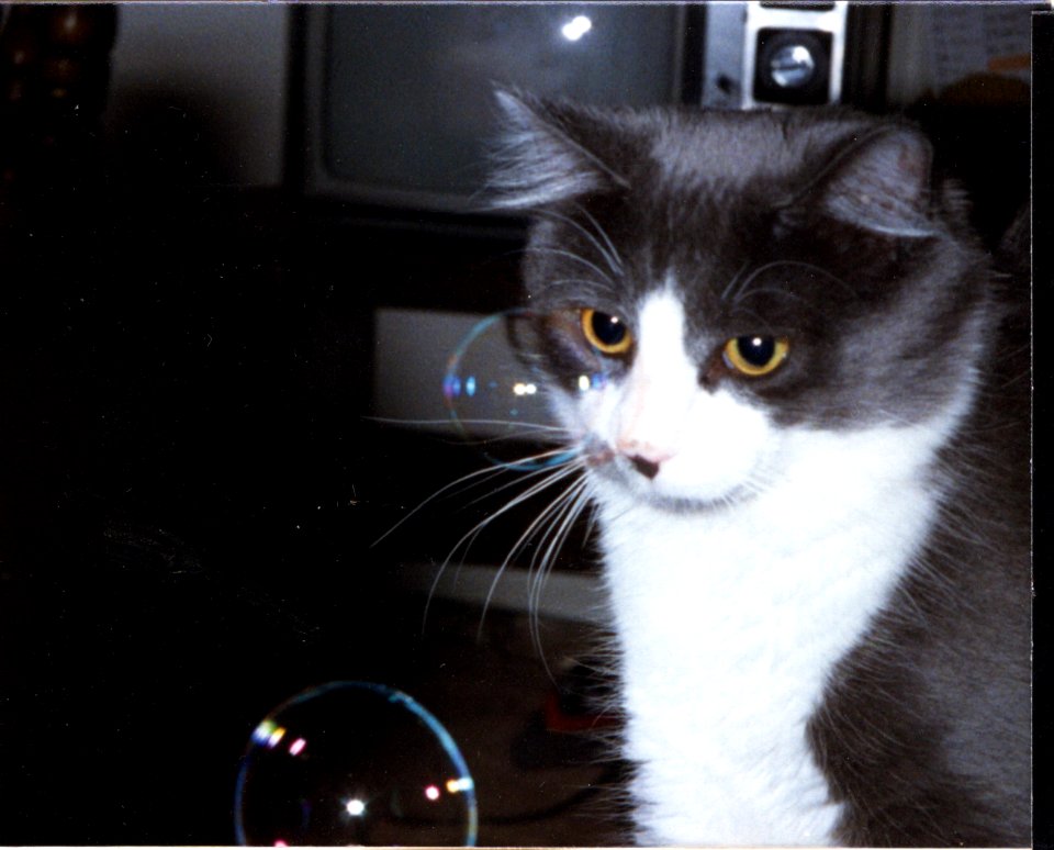 misc cat and bubbles1