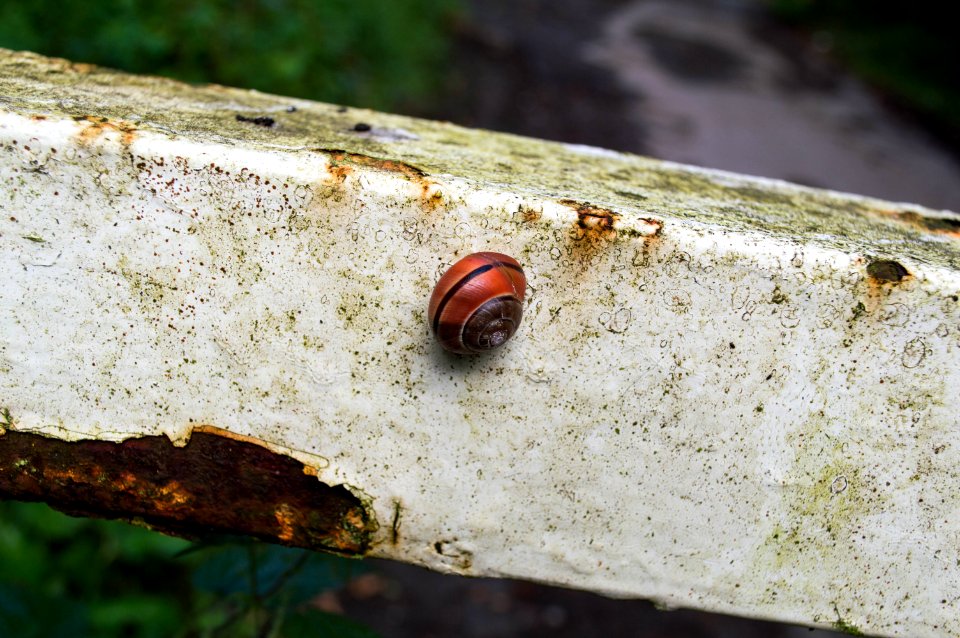 Fastest Snail in Wiltshire!