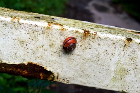 Fastest Snail in Wiltshire! photo