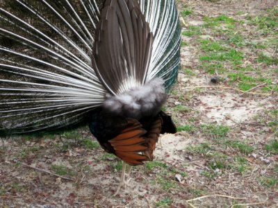 birds peacock2 photo
