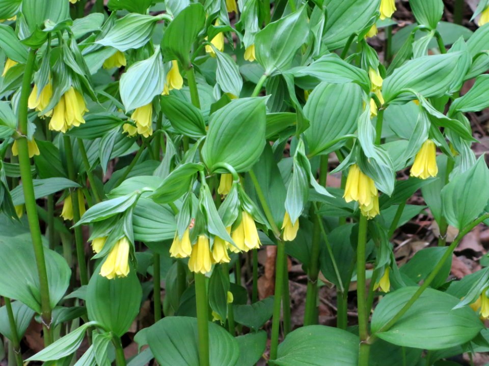 lg yellow bell flowers