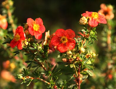 Nature flowering pistil