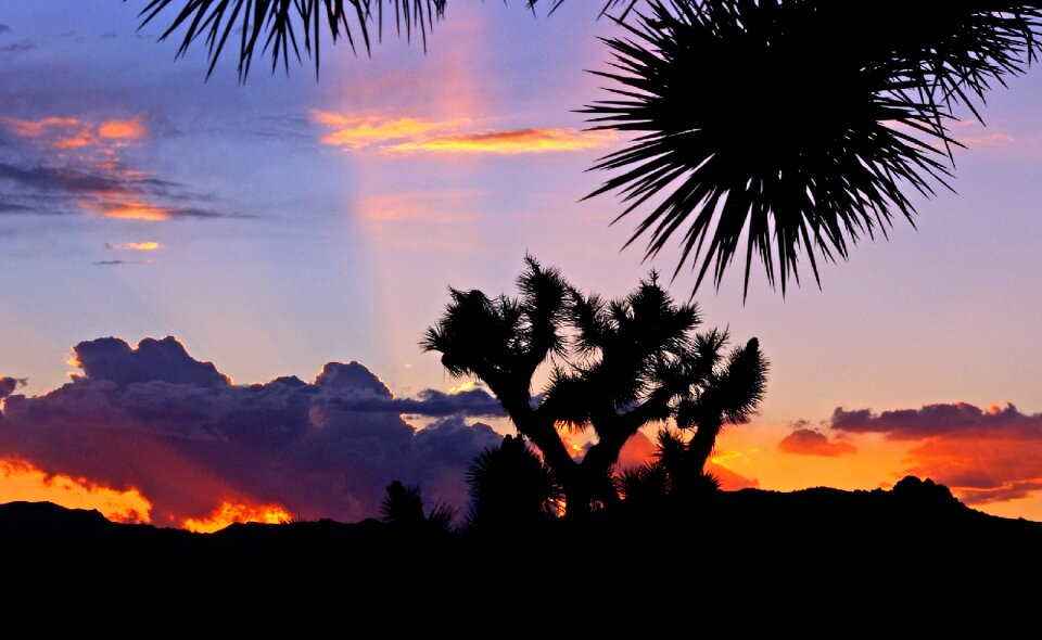 Plants silhouettes desert