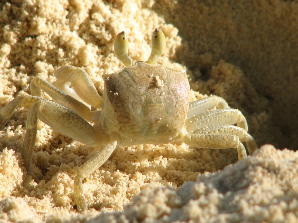 Crab crustacean pincer