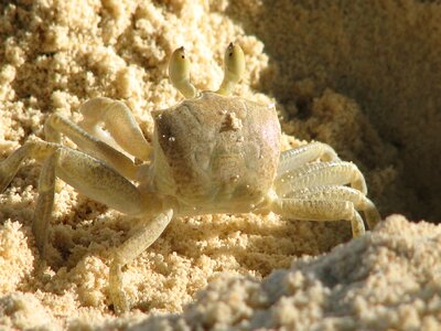 Crab crustacean pincer photo