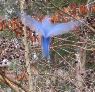 Bluebird Blur