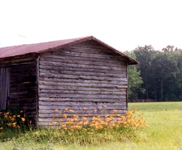 misc daylilies and shack photo