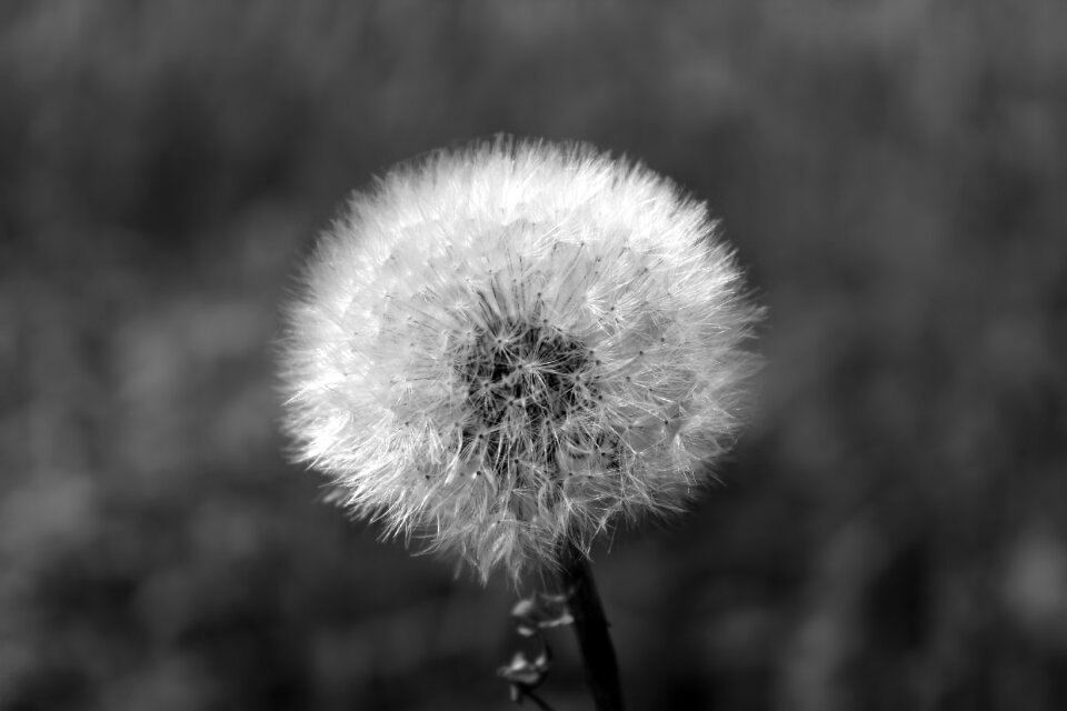 Plant nature blossom