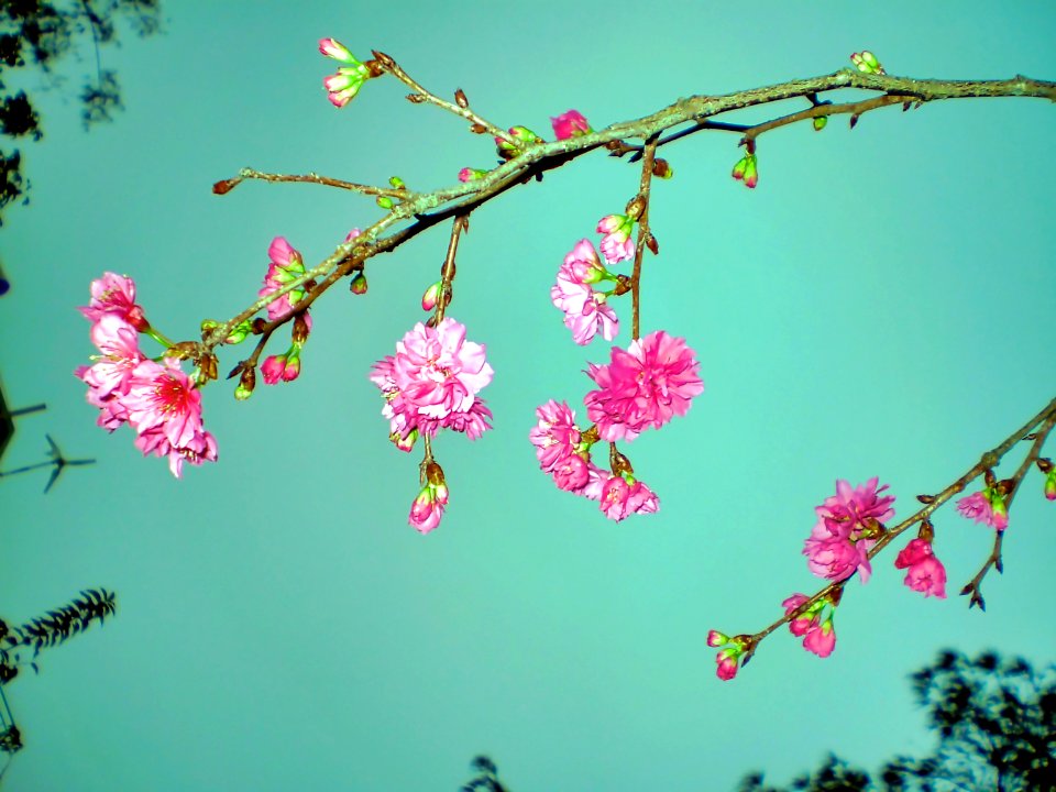 (2009-02-15)長洲賞櫻花-11
